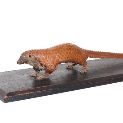 Lot 14 - A Victorian taxidermy specimen