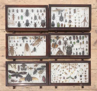Lot 307 - A Victorian stained oak entomology cabinet