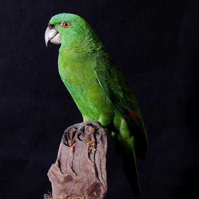 Lot 2 - A taxidermy parrot