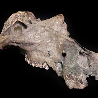 Lot 8 - An old hippopotamus skull