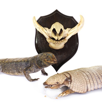 Lot 13 - A taxidermy lizard