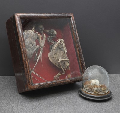 Lot 59 - A Victorian taxidermy albino mouse