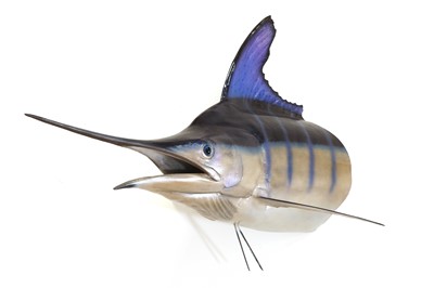 Lot 327 - A painted fibreglassed fishing trophy