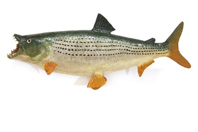 Lot 322 - A painted skin mount fishing trophy