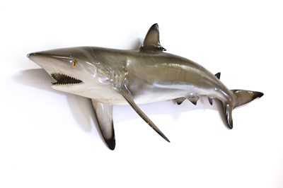 Lot 328 - A painted fibreglassed fishing trophy
