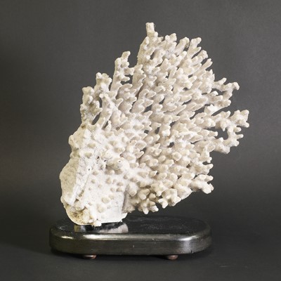 Lot 314 - A finger coral wall fragment