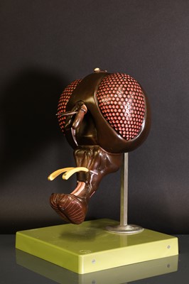Lot 297 - An anatomical model of a common housefly