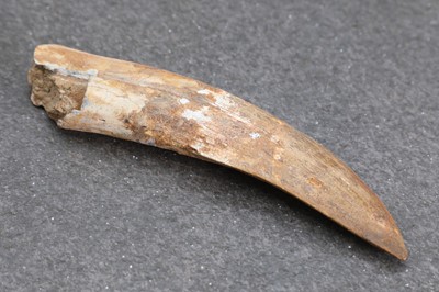 Lot 332 - A carcharodontosaurus tooth