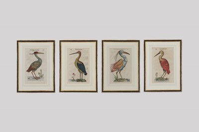 Lot 62 - Ulisse Aldrovandi (Italian, 1522-1605)