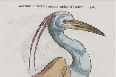 Lot 62 - Ulisse Aldrovandi (Italian, 1522-1605)