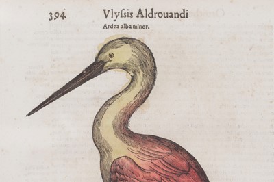 Lot 62 - Ulisse Aldrovandi (Italian, 1522-1605)