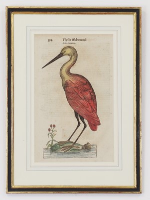 Lot 62 - Ulisse Aldrovandi (Italian, 1522-1605)
