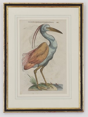 Lot 62 - Ulisse Aldrovandi (Italian, 1522-1605)