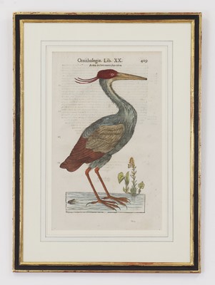 Lot 62 - Ulisse Aldrovandi (Italian, 1522-1605)