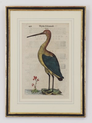 Lot 62 - Ulisse Aldrovandi (Italian, 1522-1605)