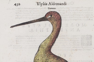 Lot 62 - Ulisse Aldrovandi (Italian, 1522-1605)