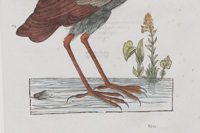 Lot 62 - Ulisse Aldrovandi (Italian, 1522-1605)