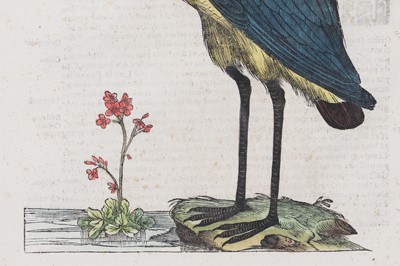 Lot 62 - Ulisse Aldrovandi (Italian, 1522-1605)