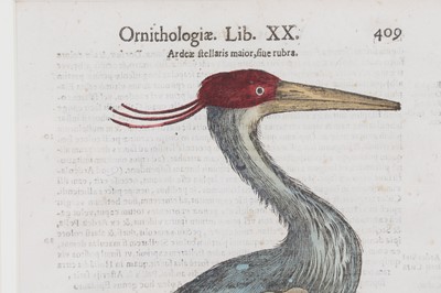 Lot 62 - Ulisse Aldrovandi (Italian, 1522-1605)