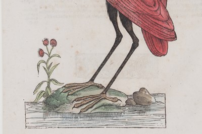 Lot 62 - Ulisse Aldrovandi (Italian, 1522-1605)