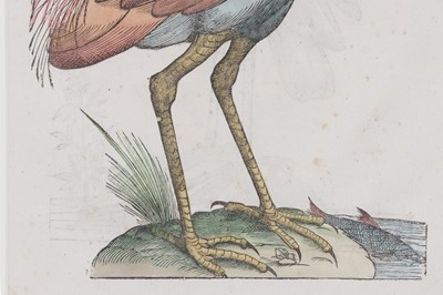 Lot 62 - Ulisse Aldrovandi (Italian, 1522-1605)