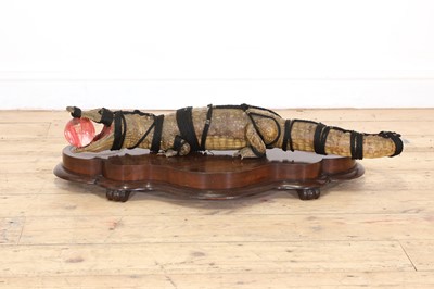 Lot 389 - A Shibari crocodile taxidermy