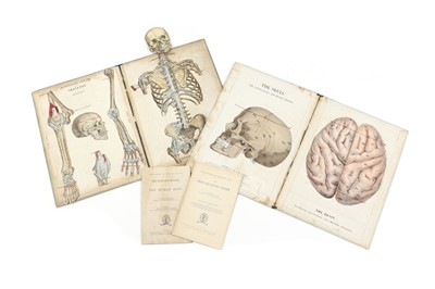 Lot 415 - Human anatomy