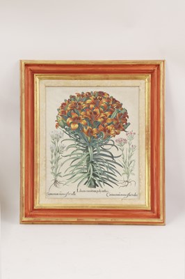 Lot 171 - After Basilius Besler