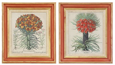 Lot 171 - After Basilius Besler