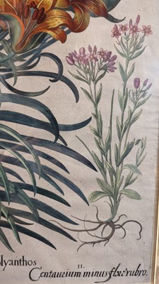 Lot 171 - After Basilius Besler