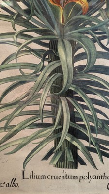 Lot 171 - After Basilius Besler