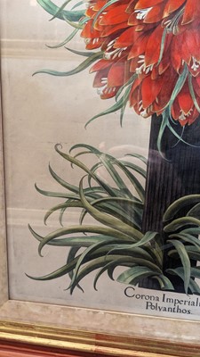 Lot 171 - After Basilius Besler