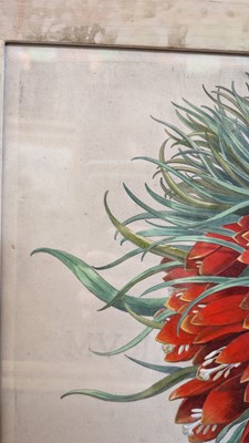 Lot 171 - After Basilius Besler