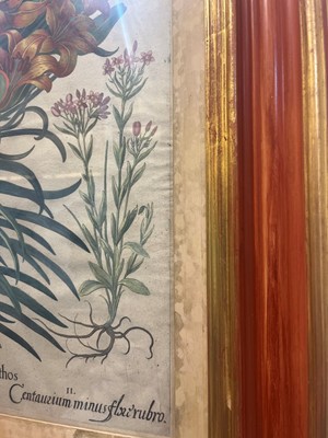 Lot 171 - After Basilius Besler