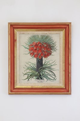 Lot 171 - After Basilius Besler