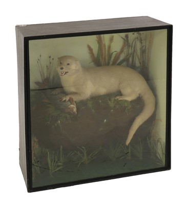 Lot 115 - Taxidermy: Eurasian otter