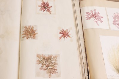 Lot 378 - Three Victorian albums of pressed seaweed specimens