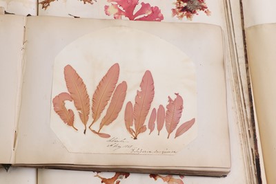 Lot 378 - Three Victorian albums of pressed seaweed specimens