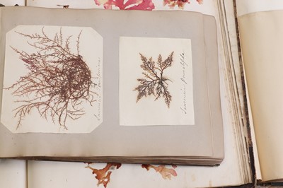 Lot 378 - Three Victorian albums of pressed seaweed specimens