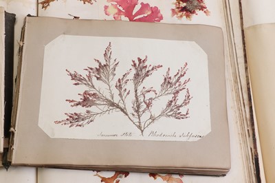 Lot 378 - Three Victorian albums of pressed seaweed specimens