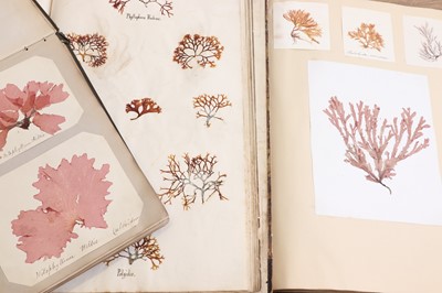 Lot 378 - Three Victorian albums of pressed seaweed specimens