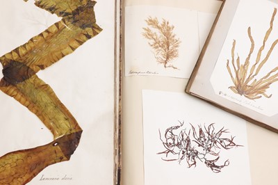 Lot 378 - Three Victorian albums of pressed seaweed specimens