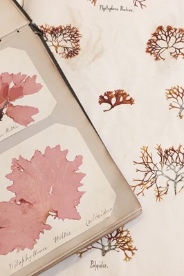 Lot 378 - Three Victorian albums of pressed seaweed specimens