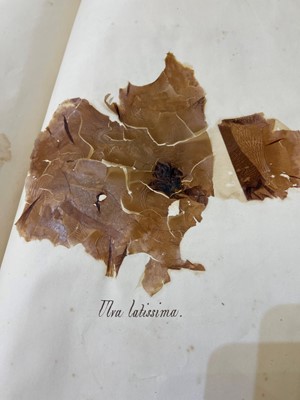 Lot 378 - Three Victorian albums of pressed seaweed specimens