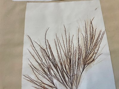 Lot 378 - Three Victorian albums of pressed seaweed specimens
