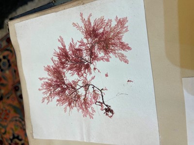 Lot 378 - Three Victorian albums of pressed seaweed specimens