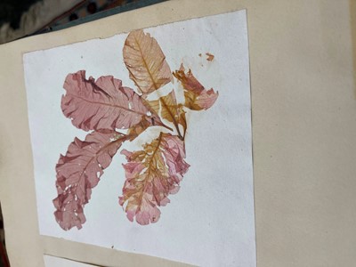 Lot 378 - Three Victorian albums of pressed seaweed specimens