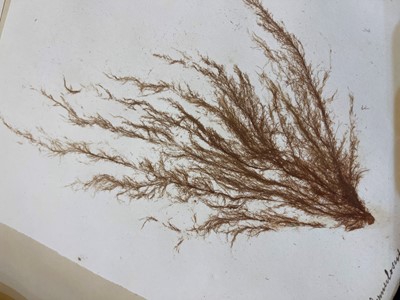 Lot 378 - Three Victorian albums of pressed seaweed specimens