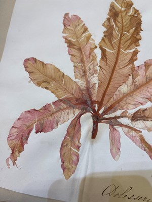 Lot 378 - Three Victorian albums of pressed seaweed specimens