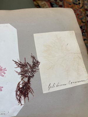 Lot 378 - Three Victorian albums of pressed seaweed specimens